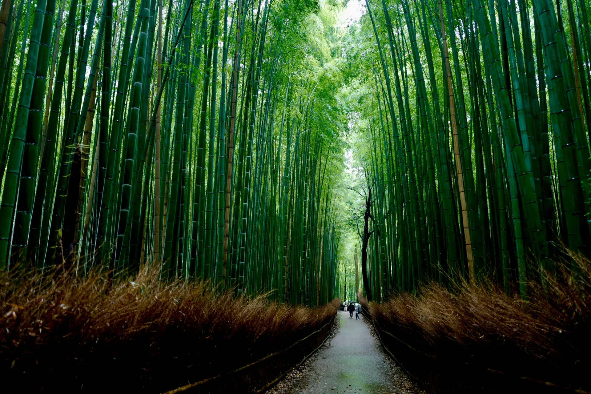 Arashiyama Bamboo Grove