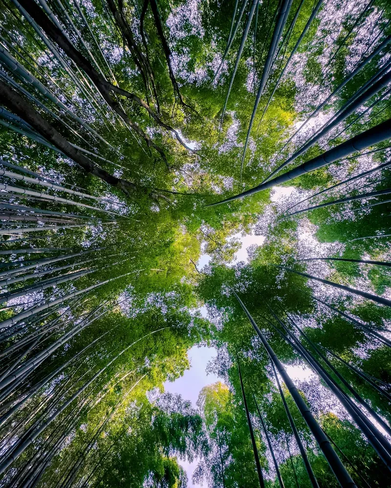 Arashiyama Bamboo Grove view 1