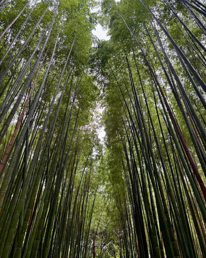 Arashiyama Bamboo Grove view 2