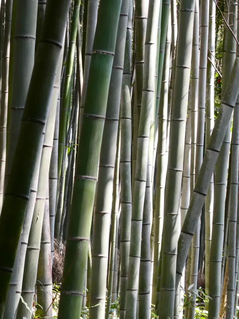 Arashiyama Bamboo Grove view 3