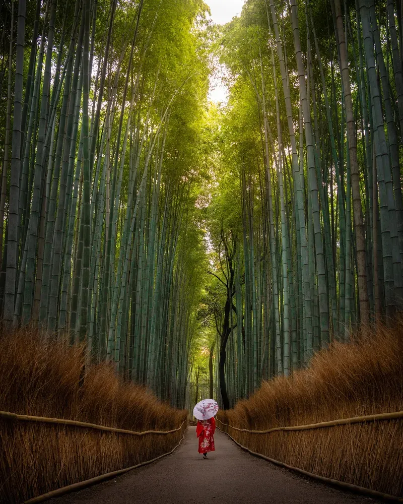 Arashiyama Bamboo Grove view 4