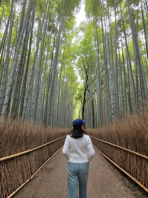 Arashiyama Bamboo Grove visitor photo 6